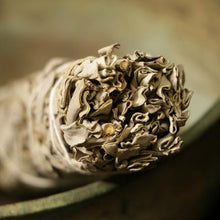 Laden Sie das Bild in den Galerie-Viewer, Sauge blanche officinale - image 2