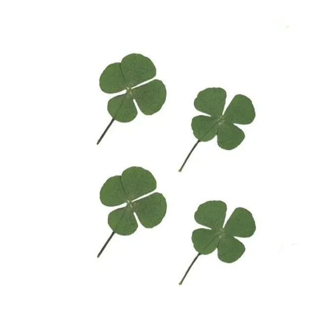 Trèfle à quatre feuilles séché - image 1
