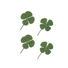 Charger l&#39;image dans la galerie, Trèfle à quatre feuilles séché - image 1