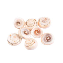 Cargar imagen en el visor de la galería, Coquillage œil de Sainte Lucie - image 1