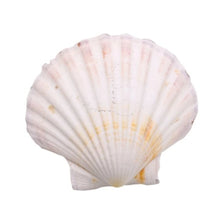 Load image into Gallery viewer, Coquille Saint-Jacques - image 1