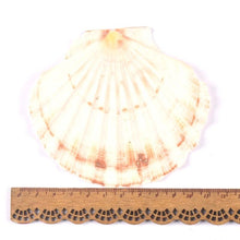 Load image into Gallery viewer, Coquille Saint-Jacques - image 5