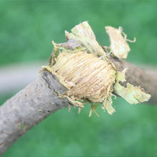 Charger l&#39;image dans la galerie, Lianes de banian - image 4