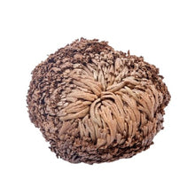 Cargar imagen en el visor de la galería, Rose de Jéricho séchée - image 1