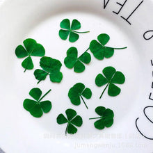 Charger l&#39;image dans la galerie, Trèfle à quatre feuilles séché - image 3